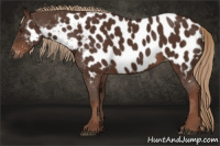 Horse Color:Gray Chestnut Appaloosa