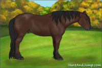 Horse Color:Gray Bay 