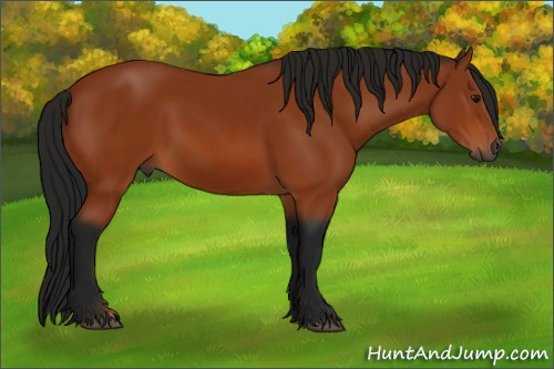 Horse Color:Gray Bay