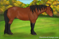 Horse Color:Gray Bay 