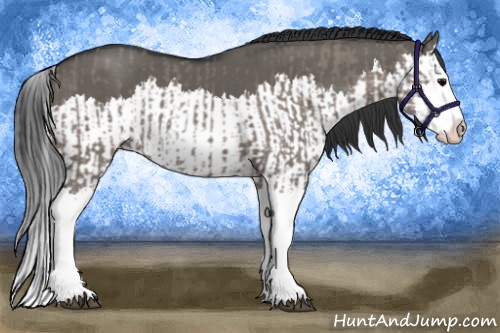 Horse Color:Grullo Sabino Splash and Grullo Sabino Splash