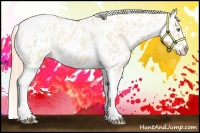 Horse Color:Gold Champagne Roan Dun Splash Tobiano Frame Appaloosa Rabicano 