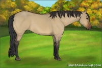 Horse Color:Bay Dun