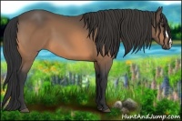 Horse Color:Buckskin 