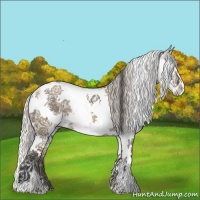 Horse Color:Grullo Sabino Splash  and Silver Grullo Sabino Splash 