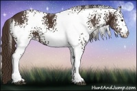 Horse Color:White Spotted Liver Chestnut 