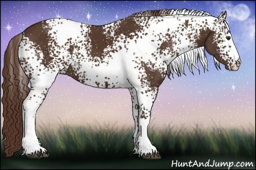 Horse Color:White Spotted Liver Chestnut