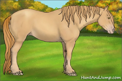 Horse Color:Gold Champagne 