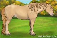 Horse Color:Gold Champagne 