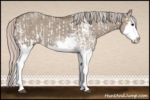 Horse Color:Grullo Sabino Splash  and Silver Grullo Sabino Splash 