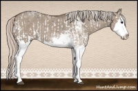 Horse Color:Grullo Sabino Splash  and Silver Grullo Sabino Splash 