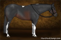 Horse Color:Brown Tobiano