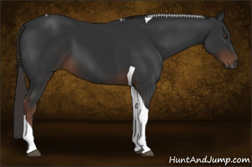 Horse Color:Gray Liver Chestnut Tobiano