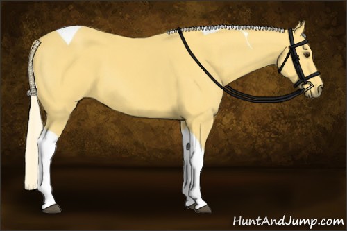 Horse Color:Palomino Tobiano 