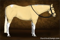 Horse Color:Palomino Tobiano 