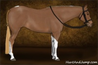 Horse Color:Red Roan Tobiano 