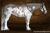 Horse Color:Grullo Sabino Splash  and Grullo Sabino Splash Frame 