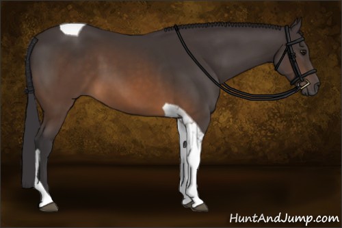 Horse Color:Buckskin Tobiano