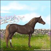 Horse Color:Liver Chestnut 