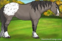 Horse Color:Grullo Sabino Splash Appaloosa 