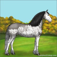 Horse Color:Grullo Sabino Splash  and Grullo Sabino Splash 