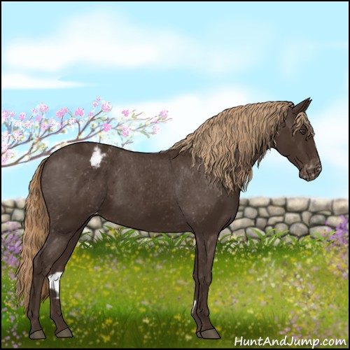 Horse Color:Liver Chestnut Appaloosa 