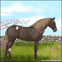 Horse Color:Liver Chestnut Appaloosa
