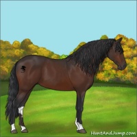 Horse Color:Brown 