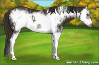 Horse Color:Liver Chestnut Splash Frame and Gray Liver Chestnut Splash Frame