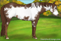 Horse Color:Gray Chestnut Frame