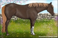 Horse Color:Liver Chestnut 