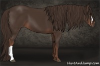 Horse Color:Liver Chestnut 