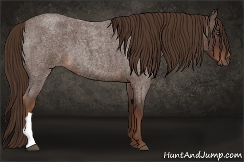 Horse Color:Liver Red Roan 