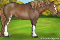 Horse Color:White Spotted Liver Chestnut 