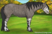Horse Color:Grullo Sabino Splash  and Grullo Sabino Splash 