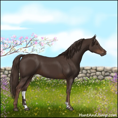 Horse Color:Liver Chestnut 