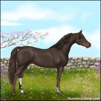 Horse Color:Liver Chestnut 