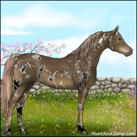 Horse Color:White Spotted Chocolate Palomino