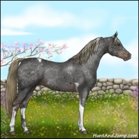 Horse Color:Liver Chestnut Tobiano 