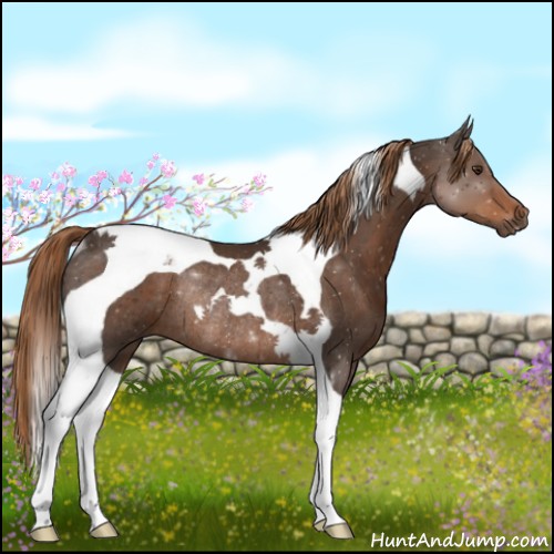 Horse Color:Liver Chestnut Tobiano Rabicano