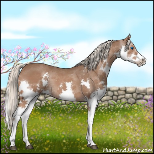 Horse Color:Liver Chestnut Sabino Splash 