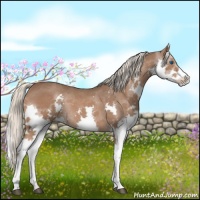 Horse Color:Liver Chestnut Sabino Splash