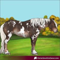 Horse Color:White Spotted Liver Chestnut Mushroom