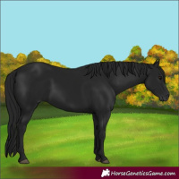 Horse Color:Gray Black 