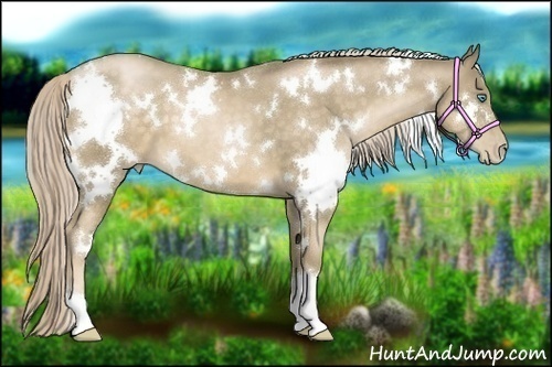 Horse Color:White Spotted Chocolate Palomino Pearl