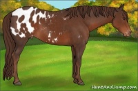 Horse Color:Liver Chestnut Appaloosa 