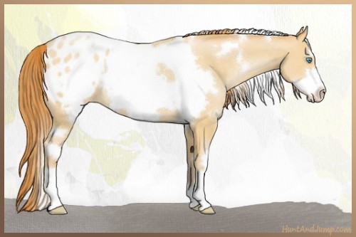 Horse Color:White Spotted Buckskin Pearl Frame Appaloosa 