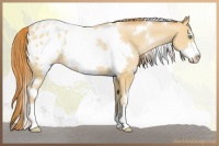 Horse Color:White Spotted Buckskin Pearl Frame Appaloosa