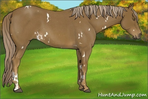 Horse Color:White Spotted Chocolate Palomino Roan