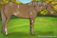 Horse Color:White Spotted Chocolate Palomino Roan 